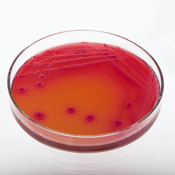 agar-web